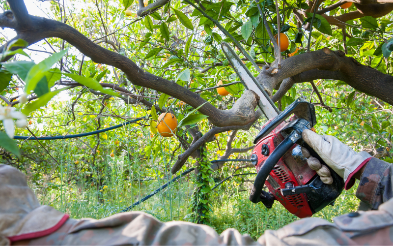 Comment élaguer un arbre comme un pro