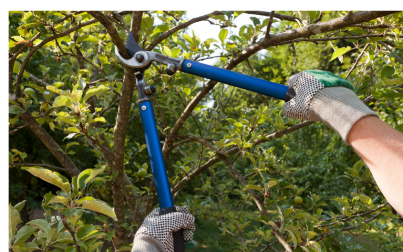 Quand dois-je tailler ou élaguer mes arbres