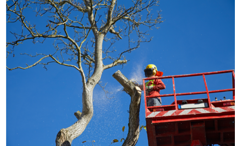 Que faire lorsque l'arbre du voisin vous gêne