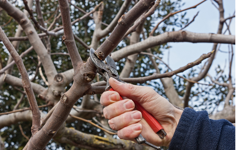 outils pour taille d'arbres