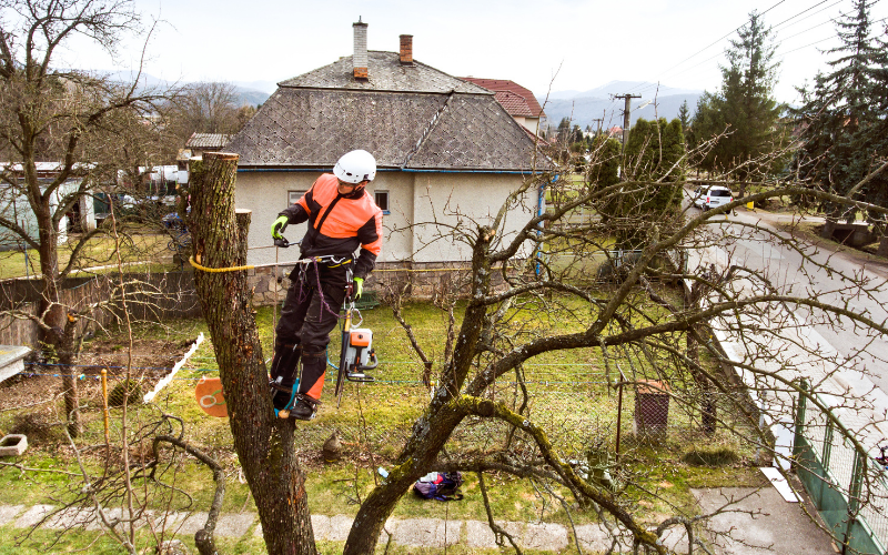 Les meilleurs modèles d'harnais élagage arbre - Elagage - jardinage