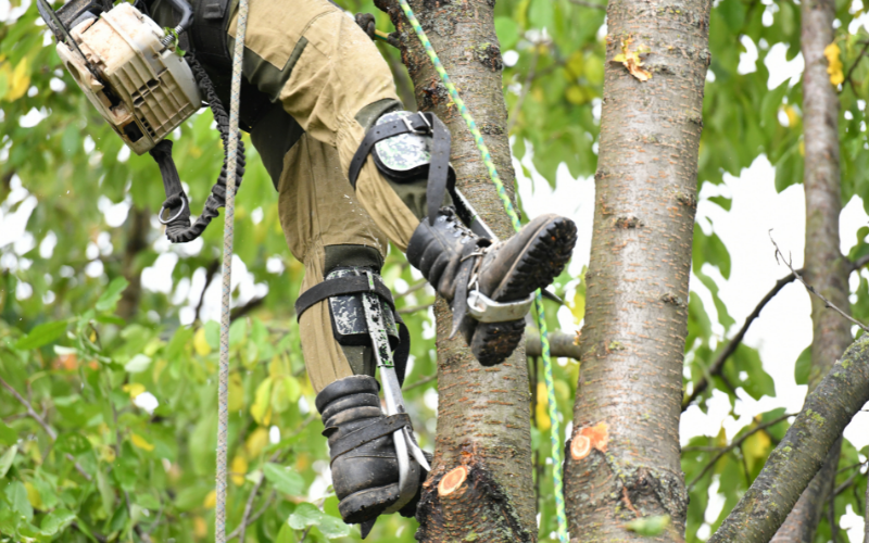 💪COMMENT GRIMPER🌲 FACILEMENT DANS UN ARBRE À L'AIDE DE GRIFFES.CONSEILS  ET ASTUCES D'UN ÉLAGUEUR. 