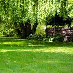 decoration jardin devant maison